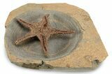 Exceptionally Preserved Fossil Starfish - Morocco #244129-1
